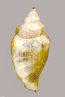 un  strombidae lessepsiano